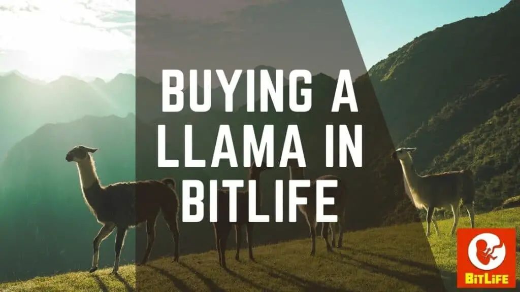 buy a llama in bitlife